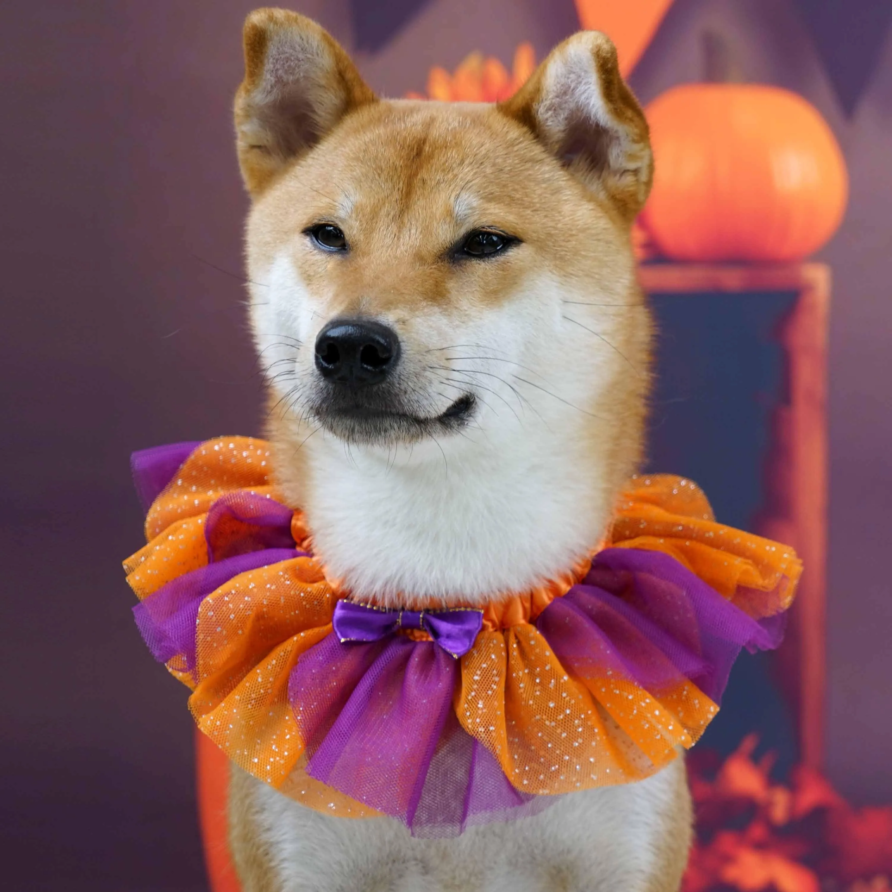 Halloween Thanksgiving Party Costume Dog Collar in Warm Tone