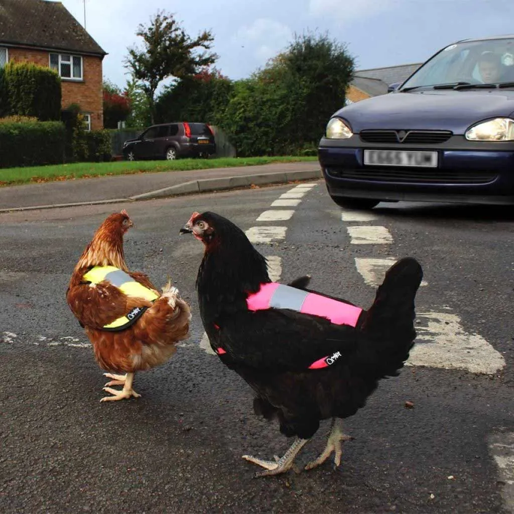 Hi-Vis Chicken Jackets | Omlet