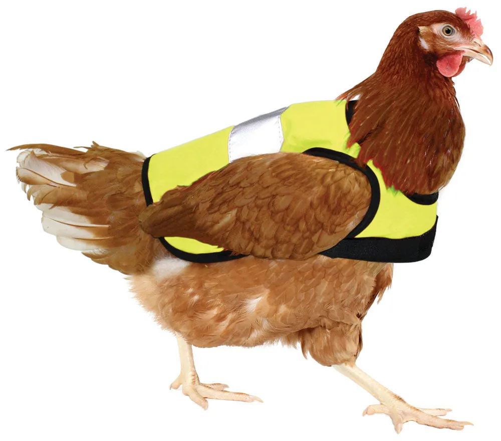 Hi-Vis Chicken Jackets | Omlet