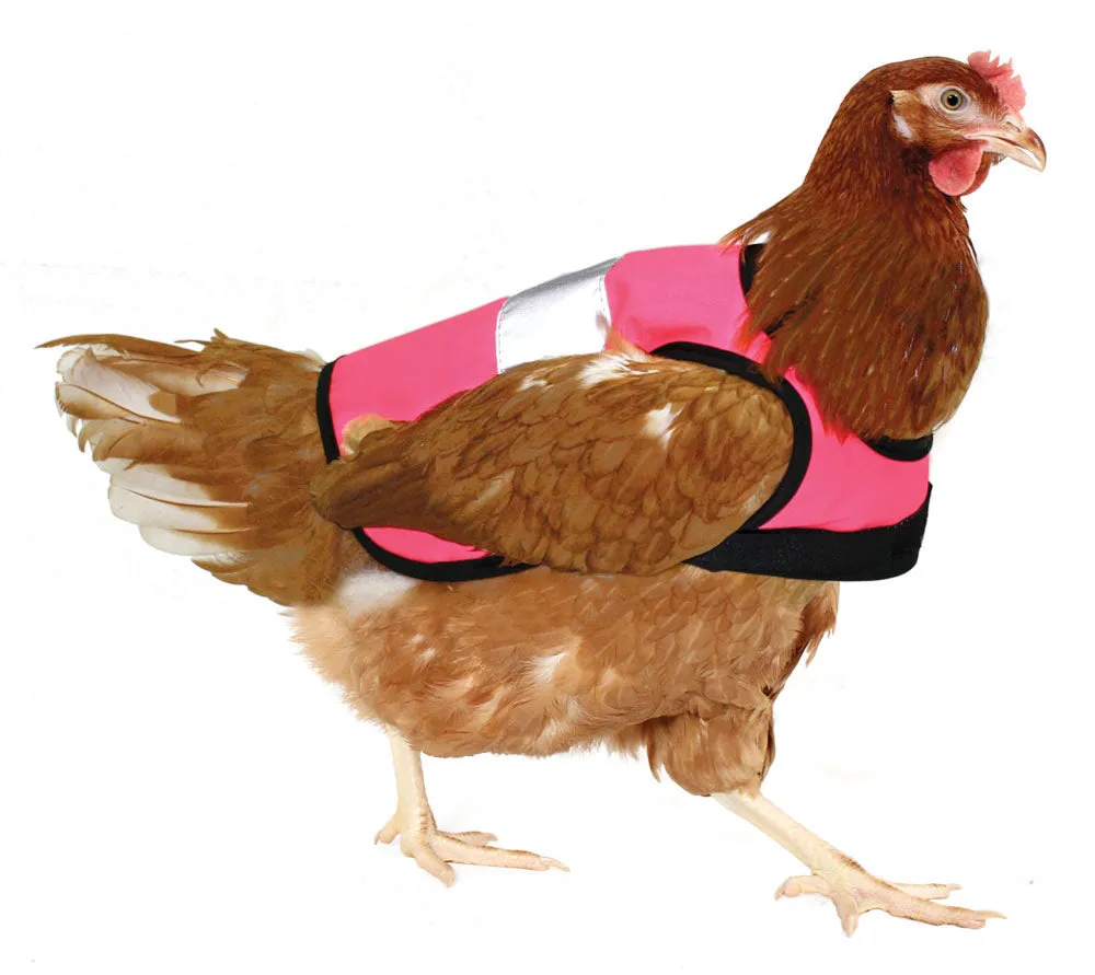 Hi-Vis Chicken Jackets | Omlet
